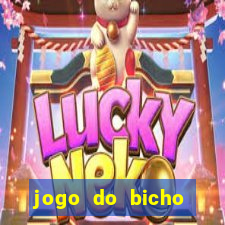 jogo do bicho crash bingo